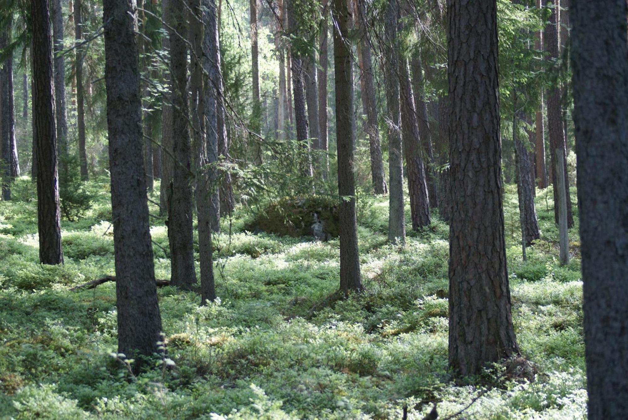 Froeya Timber Cottage Arvika Buitenkant foto